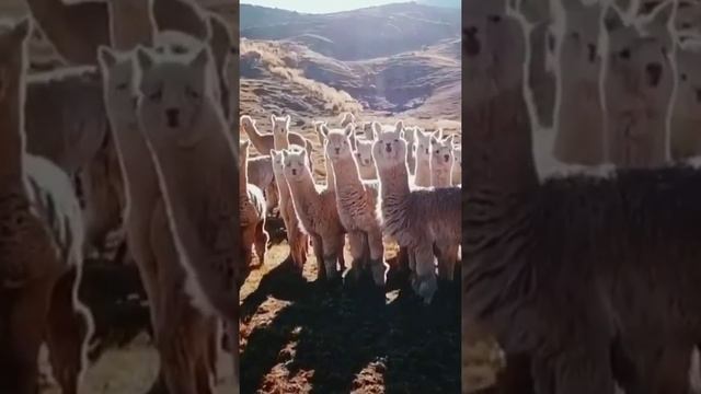 Альпаки, в отличие от лам, не кусаются и не бодаются. У них нет передних зубов. смотреть онлайн