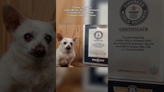 Самая старая собака в мире смотреть онлайн