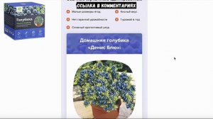 Голубика для Выращивания «Денис Блю». Обзор. Отзывы
