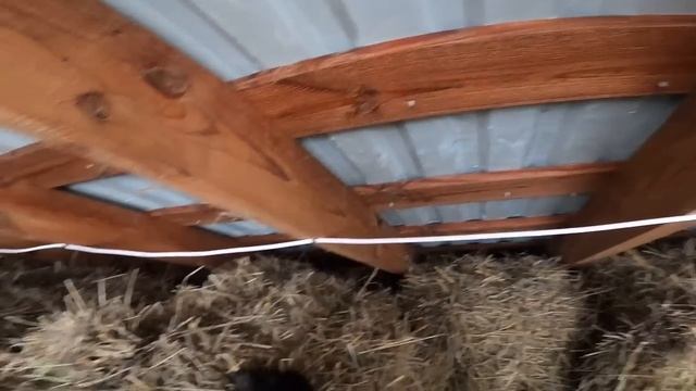 ВОЛКОДАВ УБИЙЦА ! КУПИЛ КОРМ ДЛЯ ВСЕХ ! КАВКАЗСКАЯ ОВЧАРКА СОШЛА С УМА ! смотреть онлайн