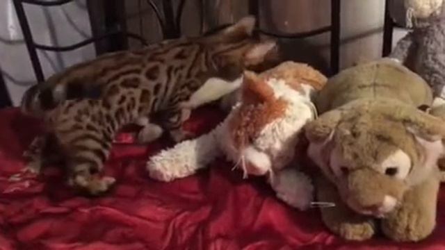 Леопардик смотреть онлайн