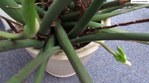 Цветение ЗАМИОКУЛЬКАСА. Зачем удалять цветки?