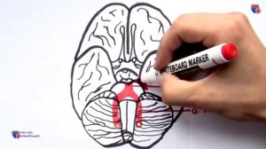 Виллизиев круг - анатомия, сосуды - meduniver.com