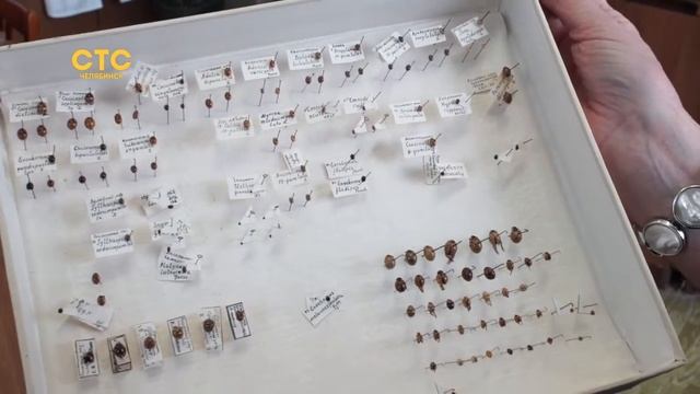 Редкая бабочка получила имя профессора из Челябинска смотреть онлайн