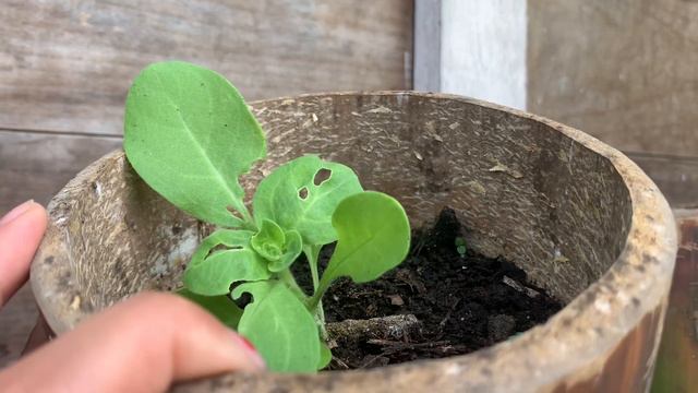 Evolution of petunia flowers in Bamboo pots|| home garden || Arunachal Pradesh смотреть онлайн