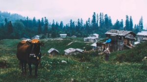 The village sounds | Утро в деревне | Музыка для сна 😴