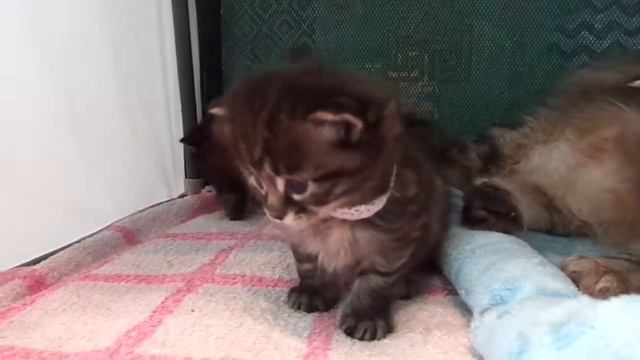 Котята С- 3 недели. смотреть онлайн