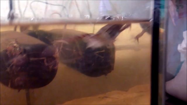 НЕ для слабонервных! Черепаха ест Лягушек.common snapping turtle eats frog смотреть онлайн