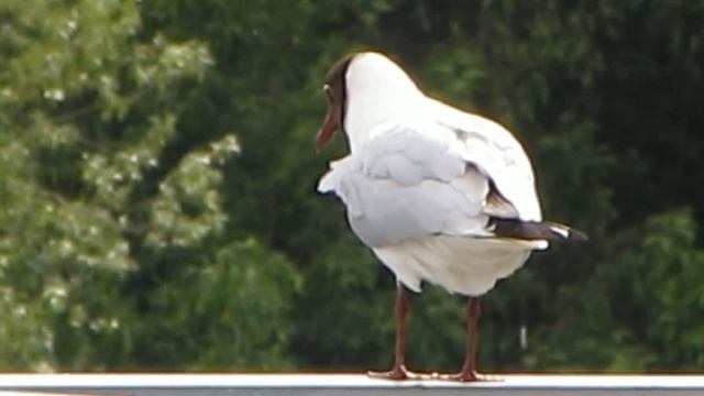 Чайки в городе смотреть онлайн