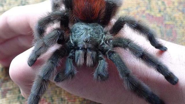 ДОМАШНИЙ ТАРАНТУЛ! Как правильно обращаться с тарантулом? смотреть онлайн