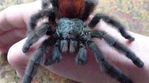 ДОМАШНИЙ ТАРАНТУЛ! Как правильно обращаться с тарантулом?