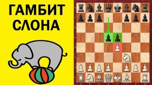 Шахматы. Гамбит слона. Школа шахмат d4-d5.