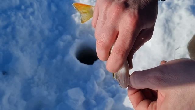 Зимний окунь. Рыбалка на далеком таежном озере. Зимняя рыбалка в Туруханском районе. Окунь на сало смотреть онлайн