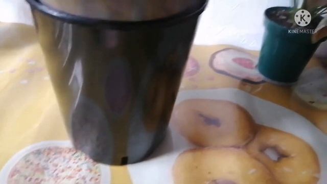 Антуриум. Сорта с чёрными цветами в коллекции. Домашнее цветение двух темных андре. смотреть онлайн