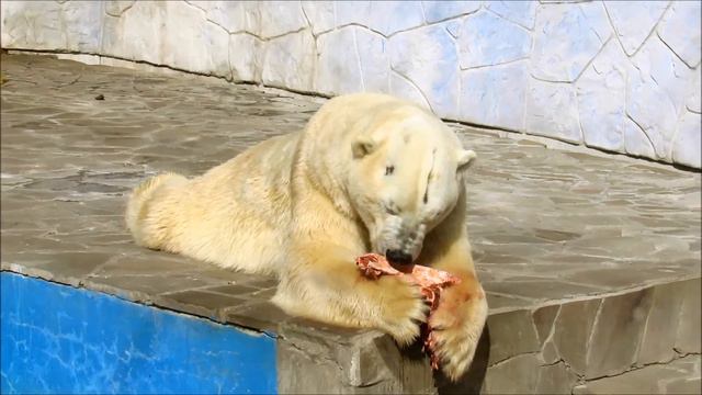Айон -папа Айки в Ростовском зоопарке. 22.09.21 г. смотреть онлайн