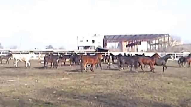 Орловские и русские рысаки. Продажа. смотреть онлайн