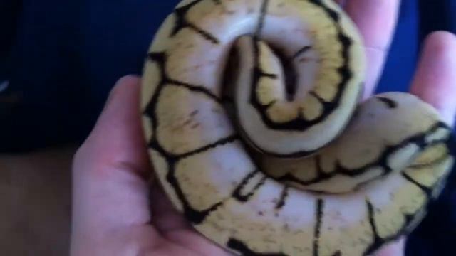 Bumblebee Royal/Ball Python CB12 Female смотреть онлайн