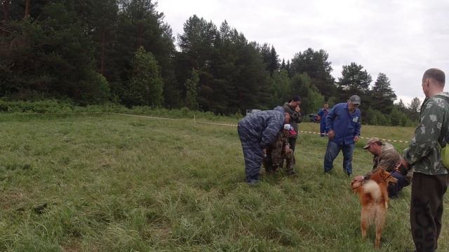 22 Коми региональная выставка охотничьих собак 2021. Ринги ЛК (ЛКФ). смотреть онлайн