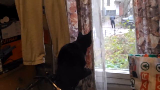 Кот и кормушка для птиц смотреть онлайн