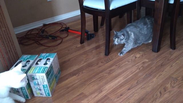 Akula sneaking up on Zuri. Cat ninja style смотреть онлайн