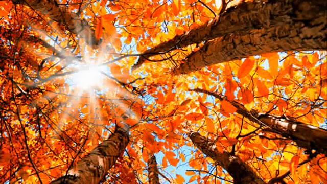 "Осенняя грусть" сл. П. Авраменко, муз. В. Шпаковского смотреть онлайн