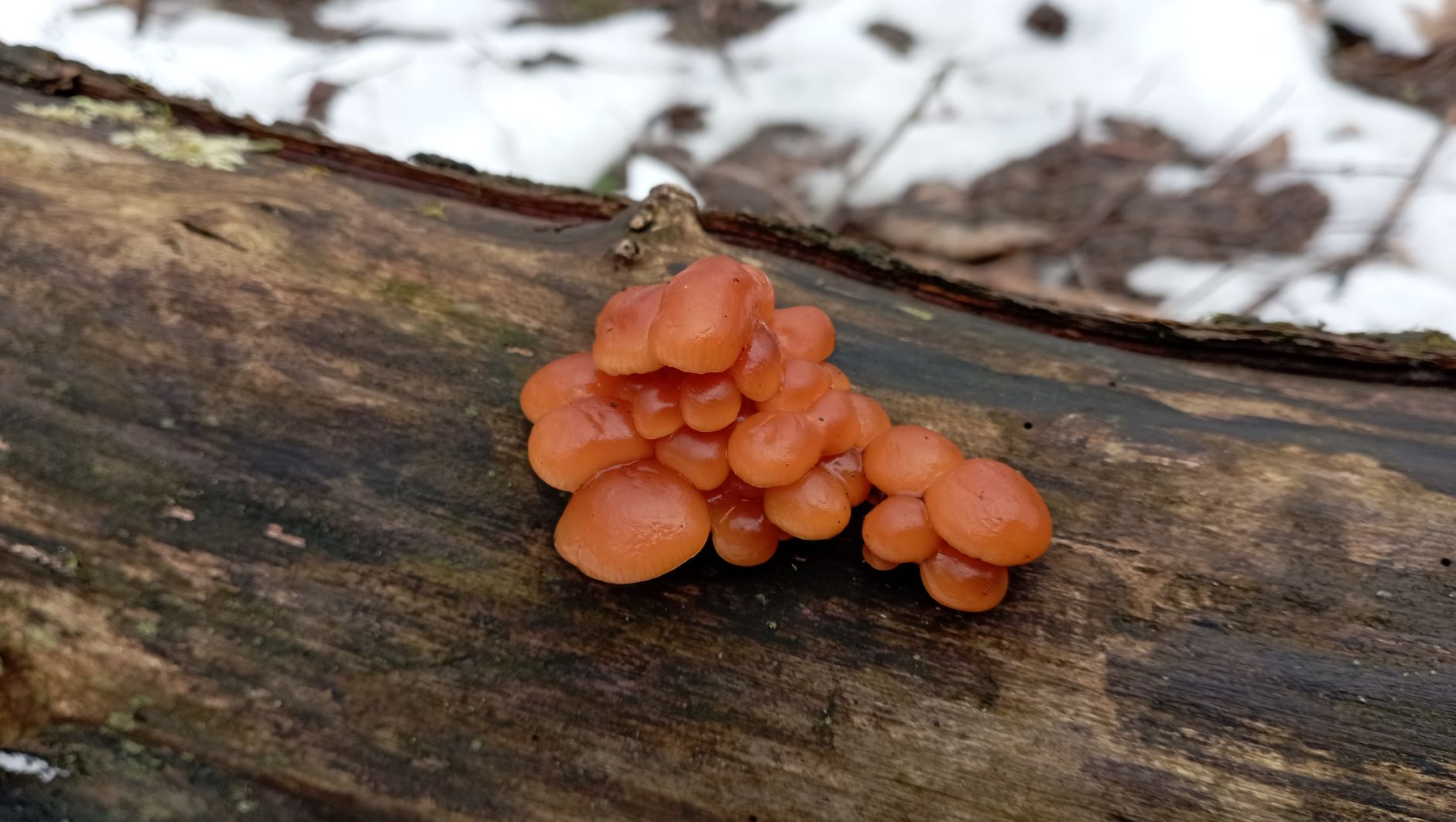 ПО ГРИБЫ 10 февраля 2022 года!!! Шесть видов грибов в корзине!!! смотреть онлайн