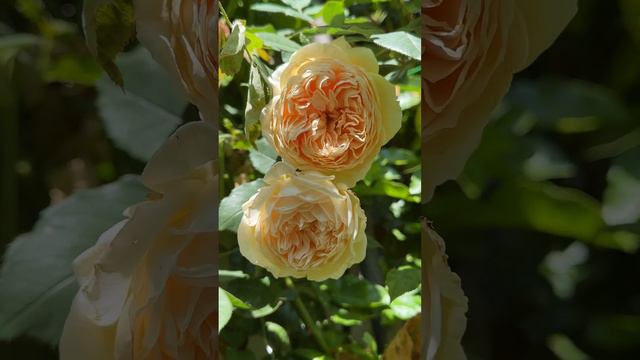 Yellow Rose David Austin Crown Princess Margareta Rose #rose #yellowroses смотреть онлайн