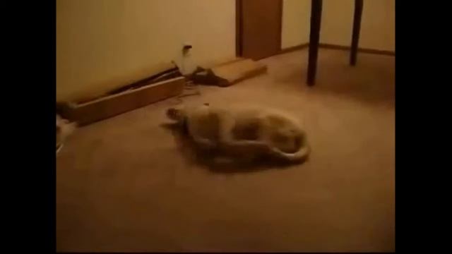 2015 Лучшие приколы! Что снится собакам. смотреть онлайн