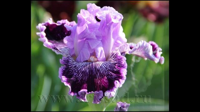 #CaptainThunderbolt CAPTAIN THUNDERBOLT Ирисы Липатова Н