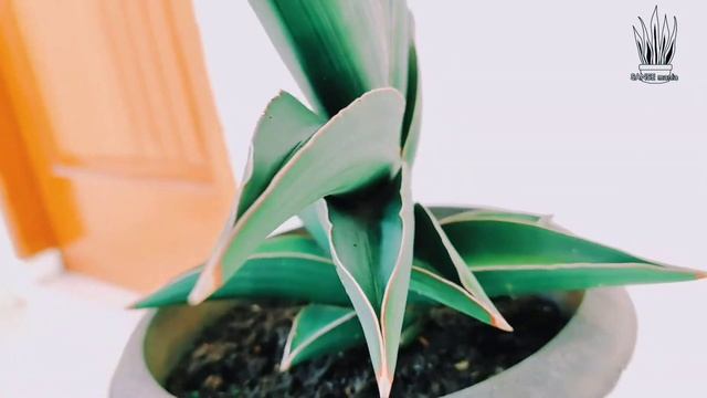 Sansevieria Samurai Dwarf (SD) смотреть онлайн