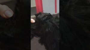 СТРИЖКА СПАНИЕЛЯ / ГРУМИНГ АМЕРИКАНСКОГО КОКЕР СПАНИЕЛЯ / GROOM SCHOOL