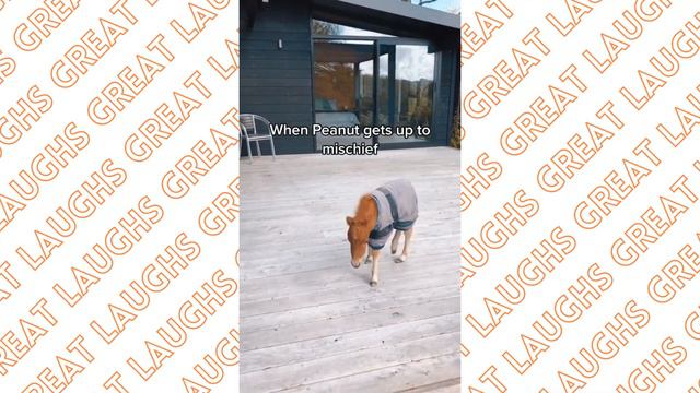 Funny Farm Animals Compilation | Best of 2023! смотреть онлайн