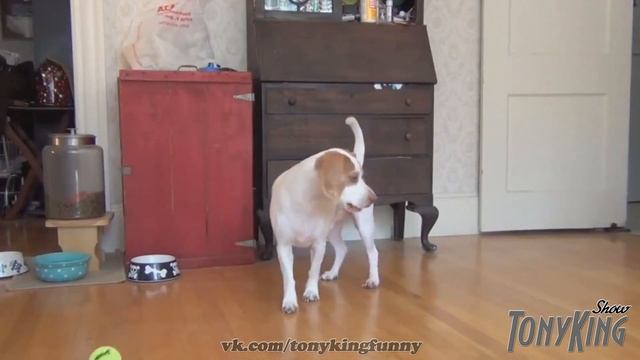 Собака Обосралась от Страха