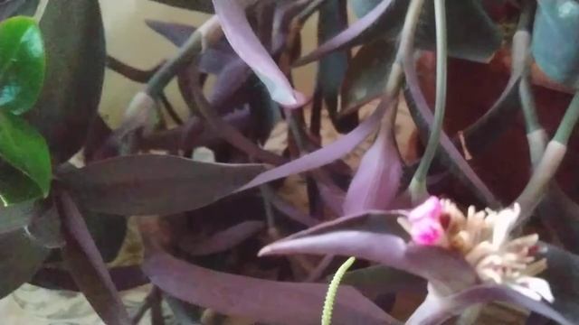 Мои цветущие ? традесканции смотреть онлайн