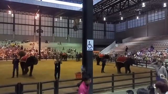 представление слонов в парке Нонг Нуч в Патайе. смотреть онлайн