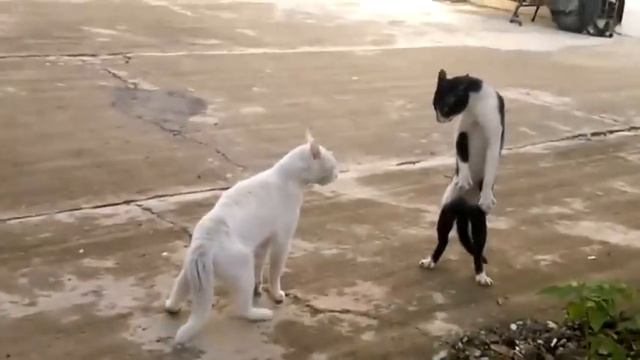 Битва котэ - стиль Кобры смотреть онлайн