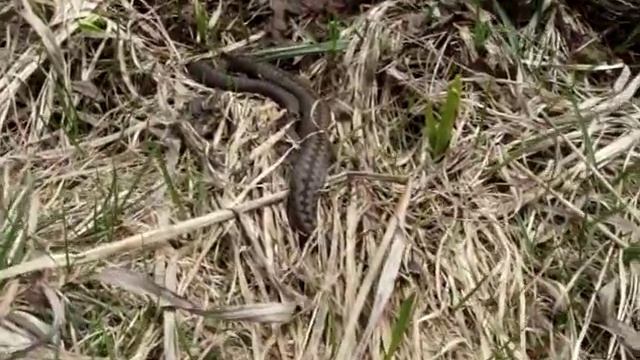 Сибирская Гадюка _ 29.04.2017 (Междуреченск) смотреть онлайн