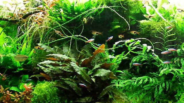 New camera ! смотреть онлайн