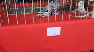 Выставка узбекских голубей в Германии (Werlte) 23.09.2023