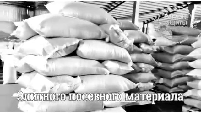 Семена гибриды подсолнечника ? Регион Защиты Растений смотреть онлайн