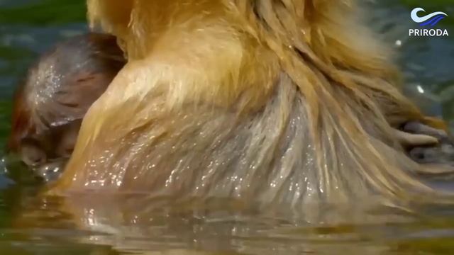 Дики реки Африки смотреть онлайн