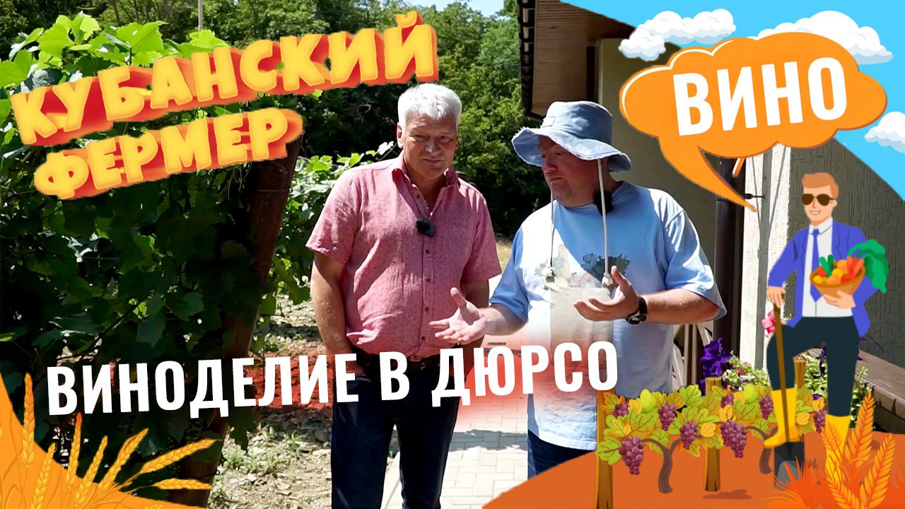 Молодая винодельня в поселке Дюрсо. Выращивание винограда и производство вина в Краснодарском крае