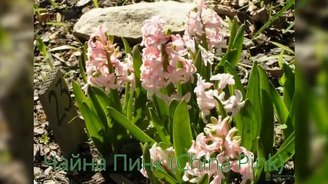 Гиацинт China Pink (Чайна Пинк) смотреть онлайн