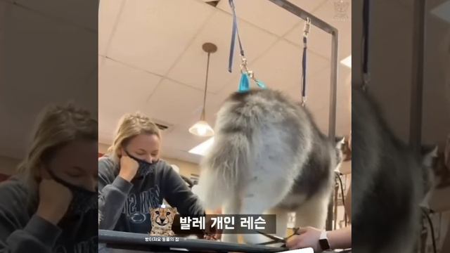 ЗАБАВНЫЕ ЖИВОТНЫЕ смотреть онлайн