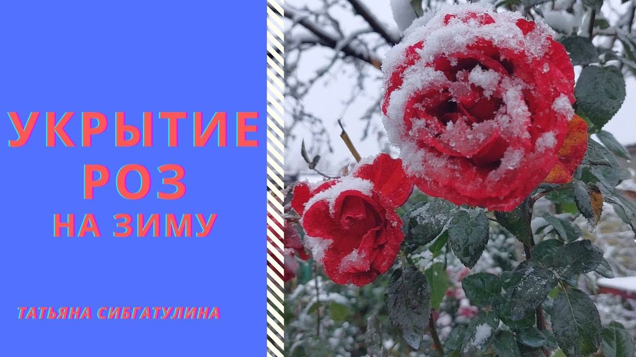 Укрытие роз на зиму на юге. смотреть онлайн