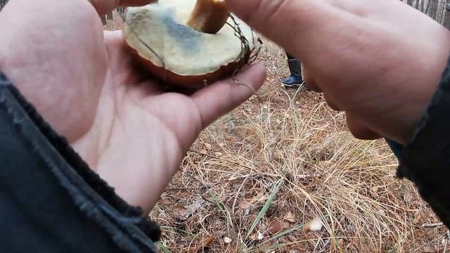 Грибы в октябре, море грибов,польские и маслята Лучшая грибалка за 6 лет в Харькове смотреть онлайн