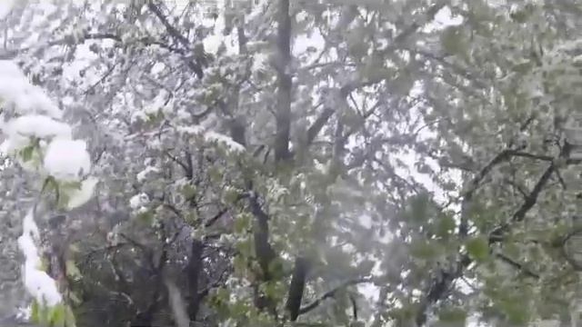 Снежная весна (ЮГ Одесской обл 20 апреля 2017) смотреть онлайн