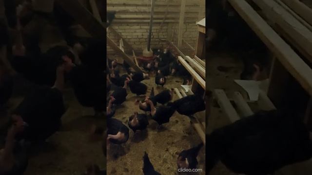 Голошейная Генофонд Сергиев Посад декабрь 2020 смотреть онлайн