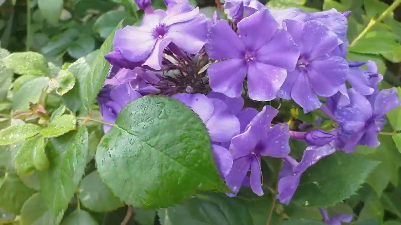 Ароматный сад. Лилии, розы, флоксы. Летние зарисовки смотреть онлайн