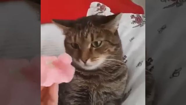 Пугливые коты , кот испугался цветка смотреть онлайн